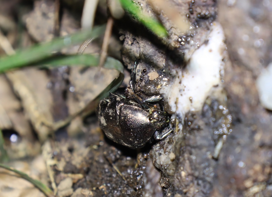 シラホシハナムグリ_No.6のクヌギ_クワガタ達のオアシス_2023年10月13日18時50分 気温15.4度